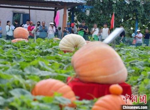 吃瓜网红打卡地 第3张 吃瓜网红打卡地 第3张